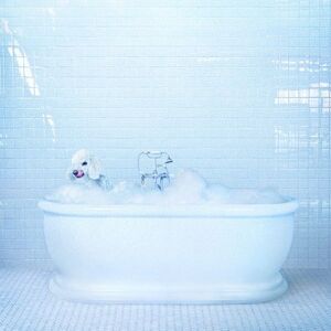 Frankie Cosmos - Vessel  LP LP